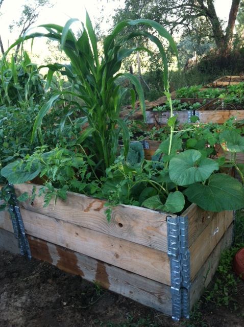 Raised Garden Beds NOCO Raised Garden Beds NOCO