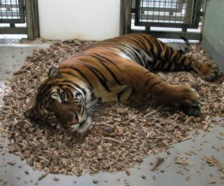 Tiger using Bedder Animal Bedding